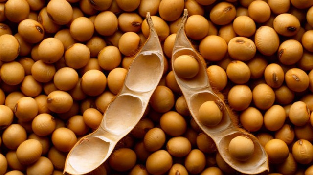 Prices for soybeans fell again under the pressure of political solutions USA