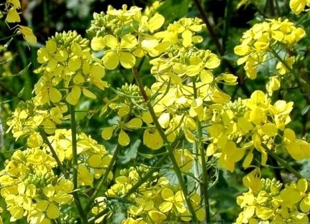 Prices for rapeseed are restored after the fall