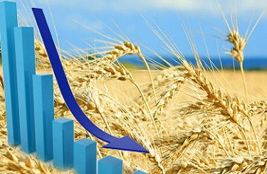 A record harvest in Russia and the improvement in the weather in Australia put pressure on wheat prices