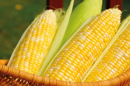 The corn market intensified competition