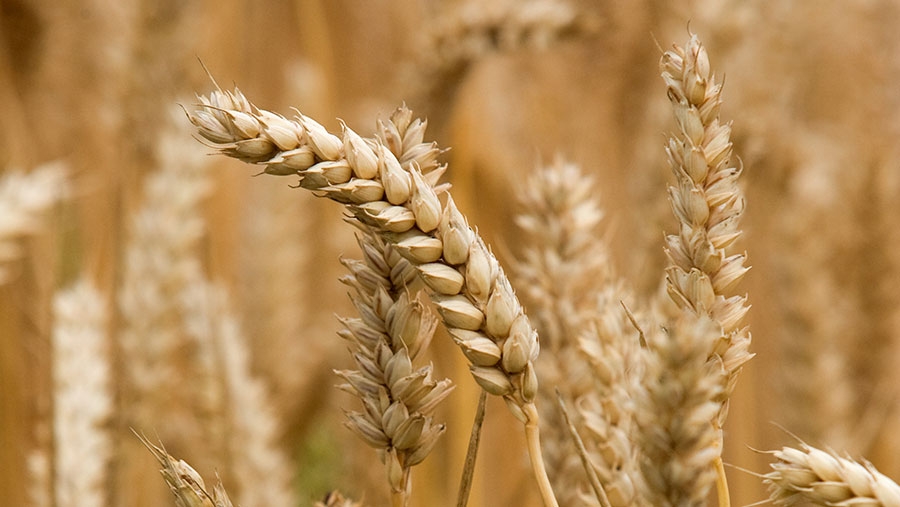 Котировки на пшеницу на биржах снижаются в ожидании ноябрьского отчета USDA
