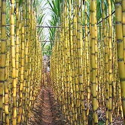 Sugar prices fall in anticipation of the harvest in Brazil