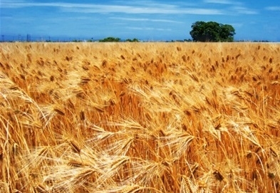 Украина планирует в 2016/17 МГ установить новый рекорд экспорта зерна