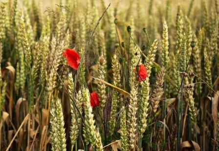 Значительные запасы и избыток предложений оставляют цены на пшеницу минимальными