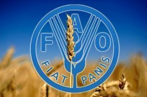 The FAO food price index for grain is growing, despite an increase in supply