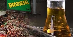 Experts Oil World has lowered the forecast of world production of biodiesel by 6%
