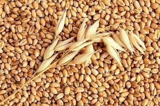The recovery of exports was supported by the European price of wheat