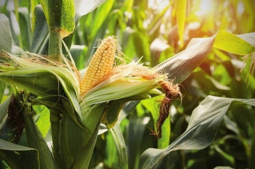 Due to small stocks and sowing areas corn prices increased by 7% 