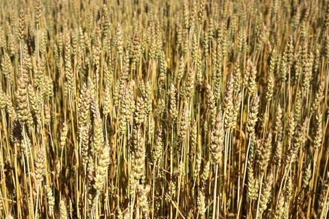 The USDA again lowered its forecasts for global wheat production and inventories in my 2021/22