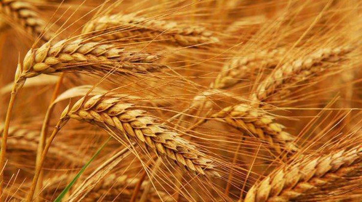 An increase in forecasts for the harvest and exports of wheat from Canada lowers quotes in the US