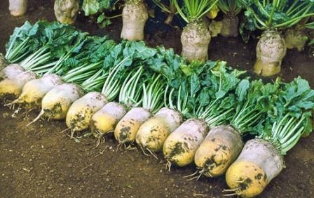 Thanks to active exports will increase the acreage under sugar beet