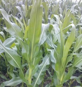Forecasts of corn production in the United States and Ukraine increase due to favorable weather