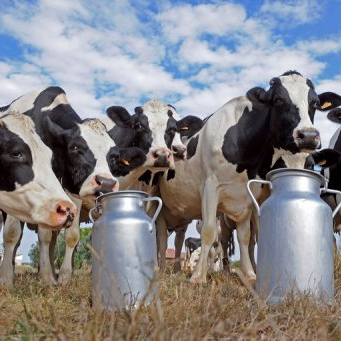 Цены на молоко продолжают расти