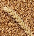 The increase in production forecasts have fallen off of the price of wheat