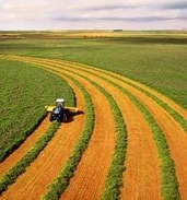 Уборка урожая в Украине и России увеличивает объем мирового предложения 