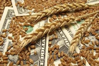 Неочікувані морози підняли ціну пшениці в США