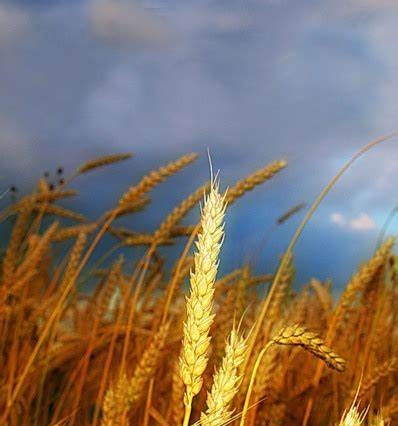 Цены на пшеницу растут из-за чрезмерных осадков в США
