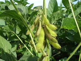 Global soybean prices are falling as supplies from South America increase, but demand in Ukraine remains high