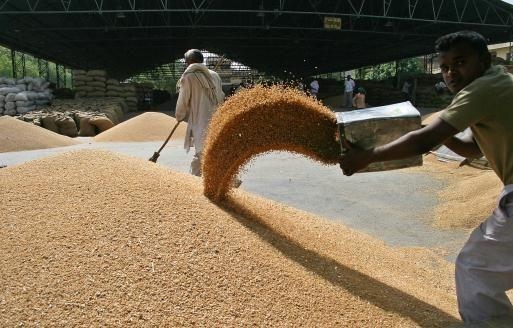 Єгипет придбав 300 тис. тон пшениці румунського та російського виробництва