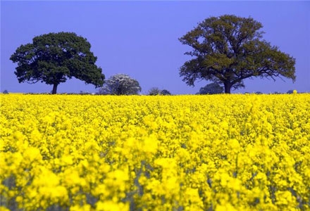 The price of rapeseed decreases after the price of soybeans