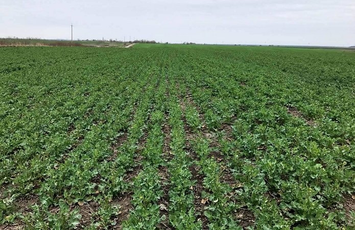 Сприятлива для сівби озимого ріпаку погода в Європі зменшує вплив погодних чинників на ціни