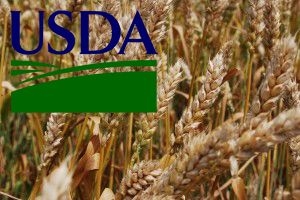 USDA contrary to expectations of experts increased the estimate of world wheat stocks 