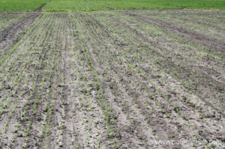 Ukrgidrometeotsentr peperga about possible problems with winter crops
