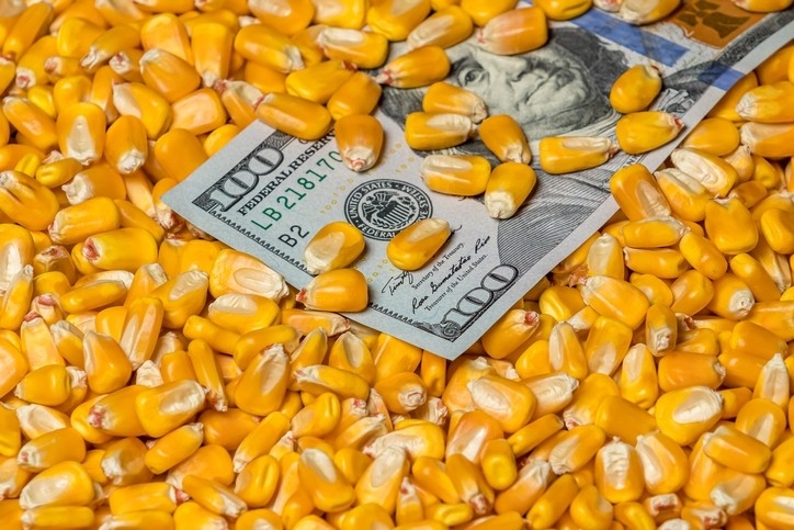 Ціни на кукурудзу продовжують отримувати підтримку через затримки в посіві в Бразилії та зниження прогнозів врожаю в Аргентині