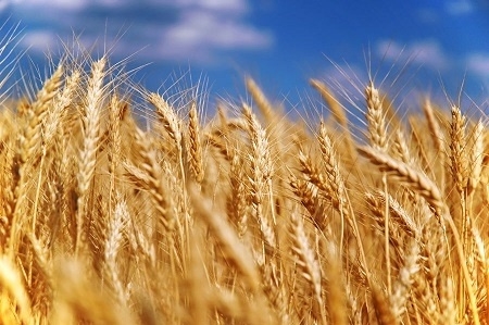 US wheat: again price drop