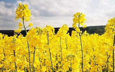 The price of canola growing in the background of a possible reduction of the crop in Europe