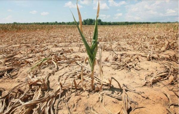 Посуха у південних регіонах України посилюється через нерівномірність опадів 