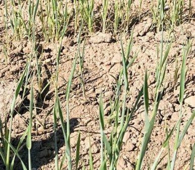 Low rainfall provokes a rise in wheat prices