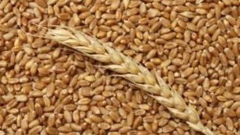 Американская пшеница продолжает отыгрывать падение