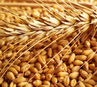 Speculative growth of wheat stopped