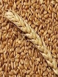 Importers are trying to reduce the price of wheat