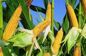 Corn prices rose on US crop tour data, but remained under pressure from lower demand