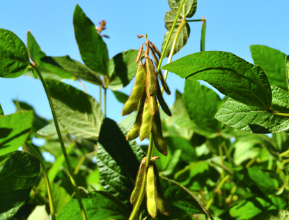 Crop in the United States will determine the trends in world prices for soybeans