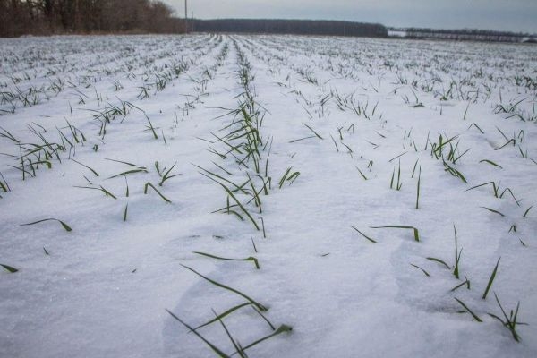 Морозы в США, Украине и России слабеют, что уменьшает влияние на цены на пшеницу 