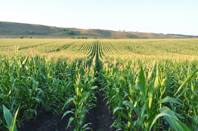 Жаркая и засушливая погода в США способствует росту котировок на кукурузу и сою