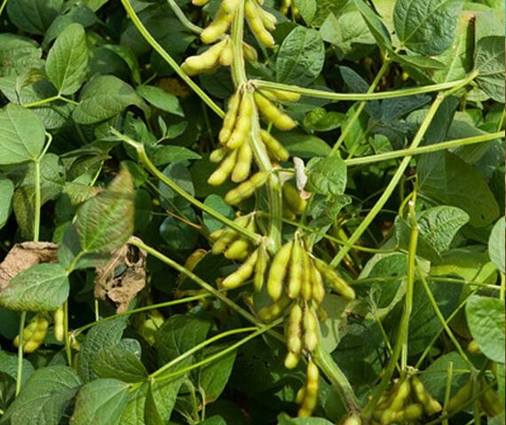 Soybean quotes for the week rose by 11% due to heat-induced crop deterioration