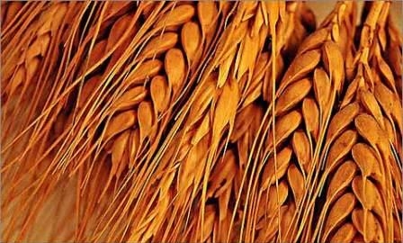 Пшеница в Украине и США дешевеет несмотря на хороший экспорт