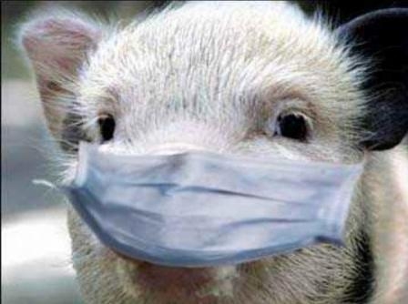 В Украине введены новые нормы по борьбе с африканской чумой свиней
