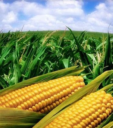 The price of maize falls if recovering?