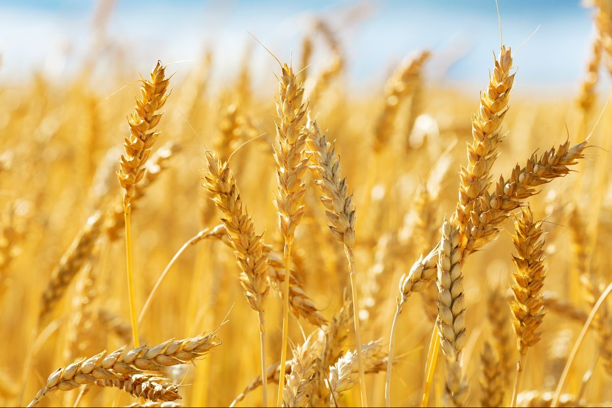 Результаты тендеров в Египте и Иордании оказали поддержку ценам пшеницы на биржах