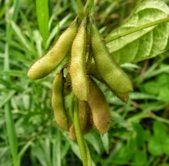 Falling demand and increasing harvest lowered the price of soybeans
