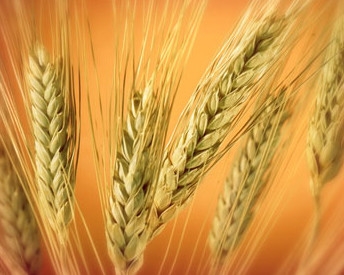 IGC has significantly increased its forecast of barley harvest in the new season