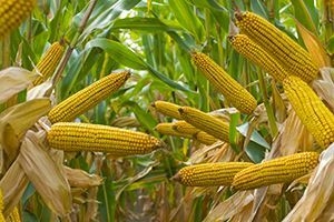 Pro Farmer confirmed the forecast of a record corn harvest in the USA
