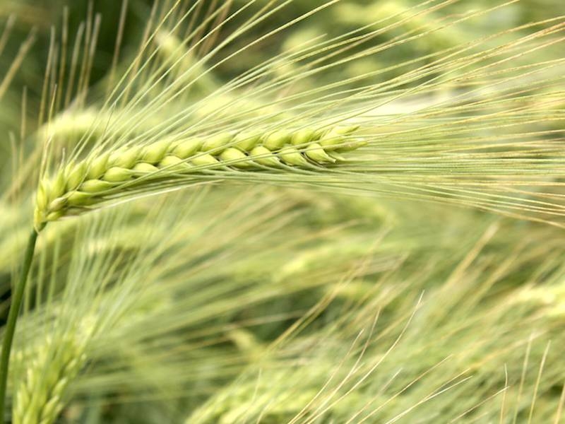 Australian barley continues to select buyers from Black Sea barley