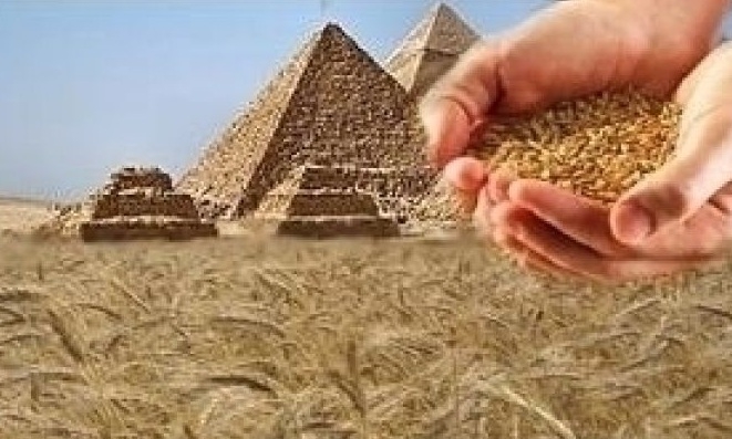 На тендері в Єгипті перемогу знову отримала  європейська пшениця
