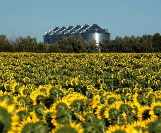 Prices for new crop sunflowers are falling as harvest speeds up